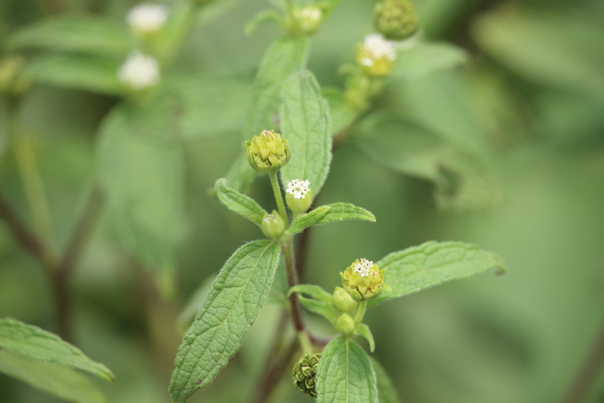 Blainvillea acmella (L.) Philipson